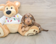 5 week old Dachshund Puppy For Sale - Simply Southern Pups
