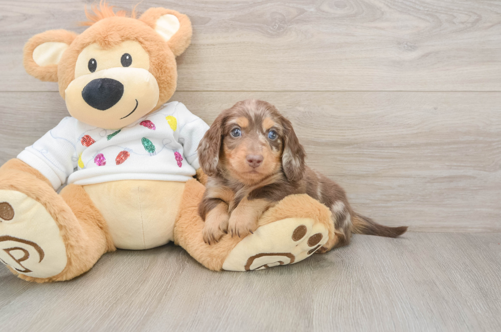 5 week old Dachshund Puppy For Sale - Simply Southern Pups