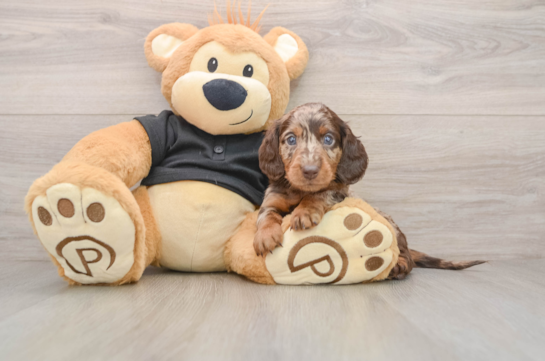 Dachshund Puppy for Adoption