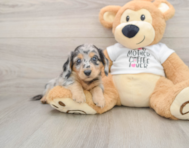 5 week old Dachshund Puppy For Sale - Simply Southern Pups