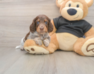 5 week old Dachshund Puppy For Sale - Simply Southern Pups