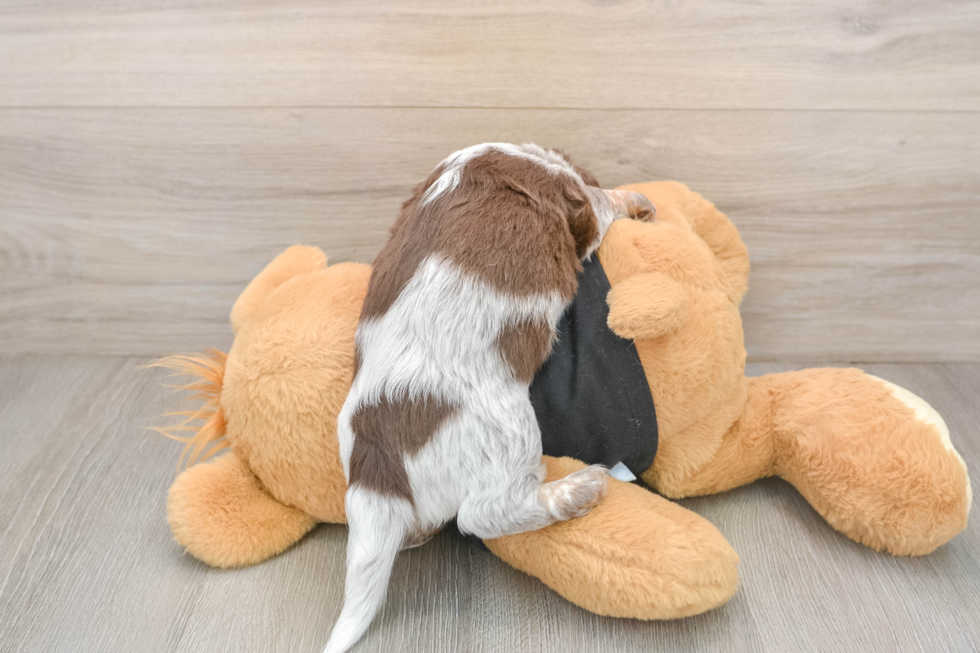 Cute Doxie Purebred Puppy