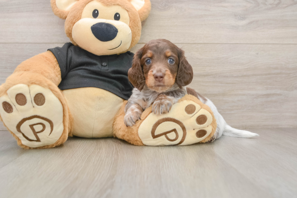 Dachshund Puppy for Adoption