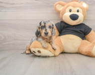 5 week old Dachshund Puppy For Sale - Simply Southern Pups