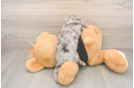 Cute Dachshund Baby