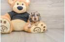 Dachshund Puppy for Adoption