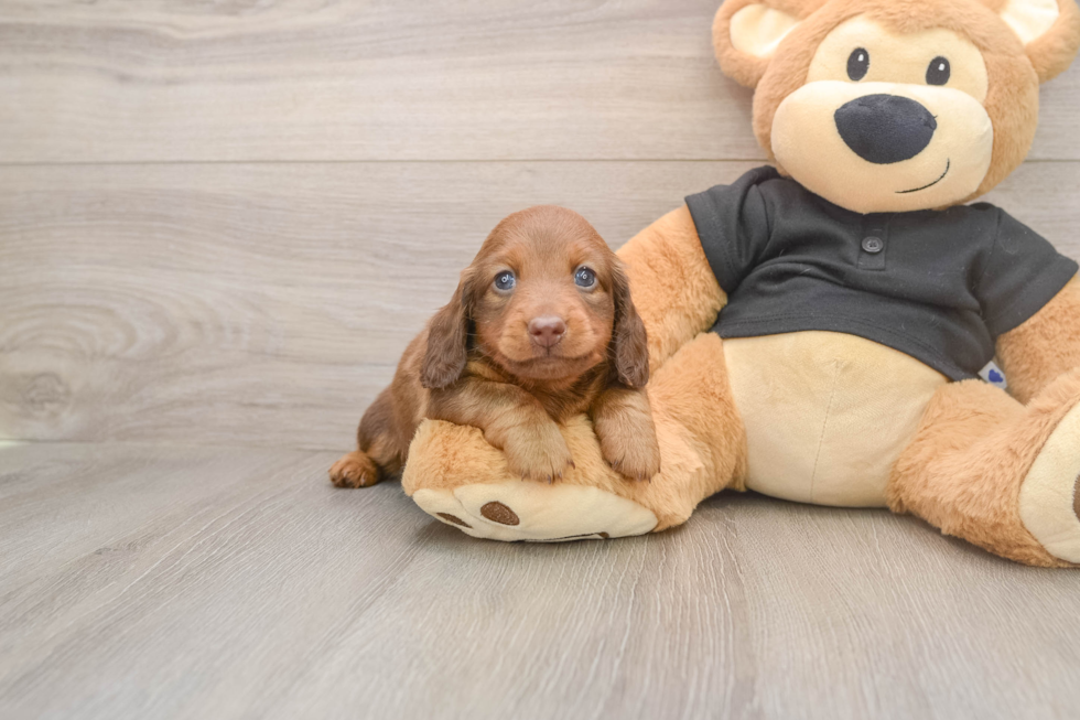 Cute Dachshund Purebred Pup