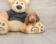 5 week old Dachshund Puppy For Sale - Simply Southern Pups