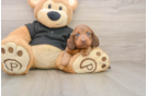 Dachshund Puppy for Adoption