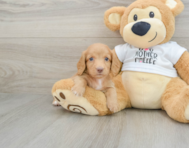 6 week old Dachshund Puppy For Sale - Simply Southern Pups