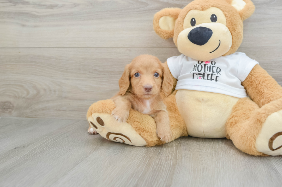 5 week old Dachshund Puppy For Sale - Simply Southern Pups