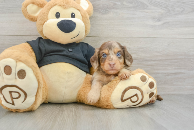 Dachshund Pup Being Cute