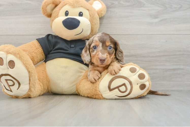 Cute Dachshund Baby