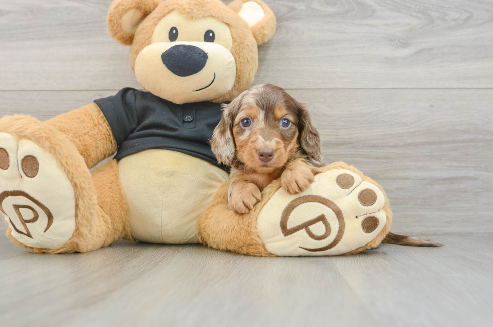 5 week old Dachshund Puppy For Sale - Simply Southern Pups