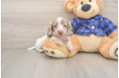Cute Doxie Purebred Puppy