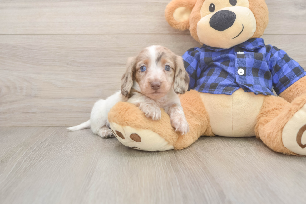 Cute Doxie Purebred Puppy