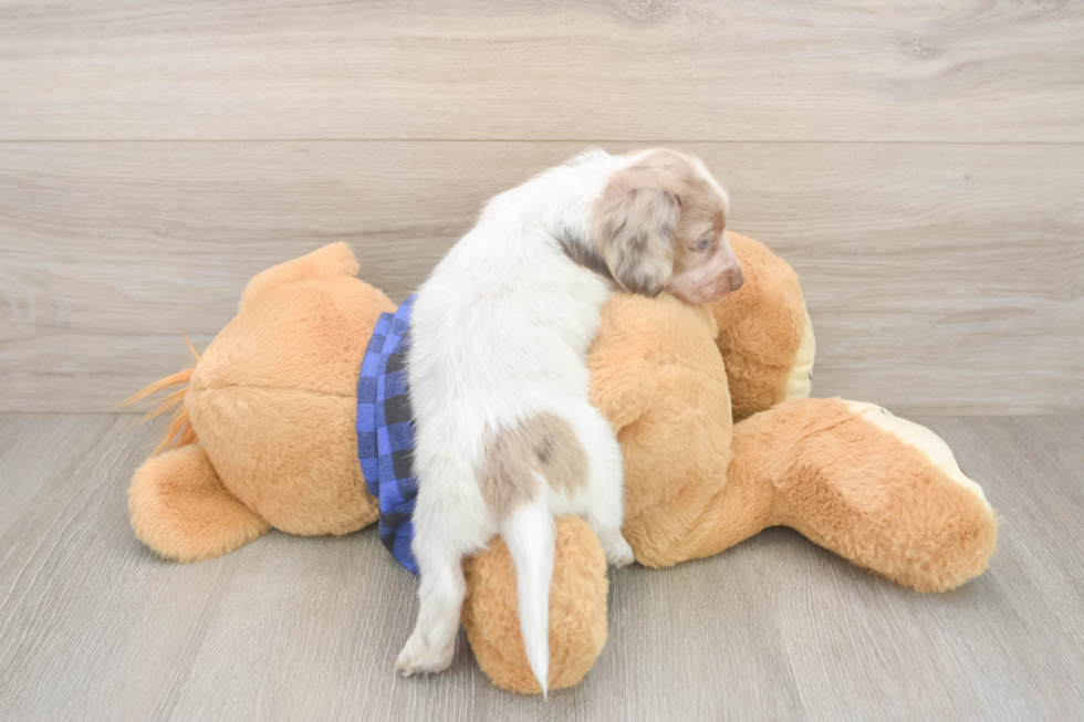 Dachshund Pup Being Cute