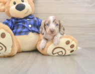 5 week old Dachshund Puppy For Sale - Simply Southern Pups