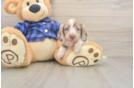Cute Dachshund Baby