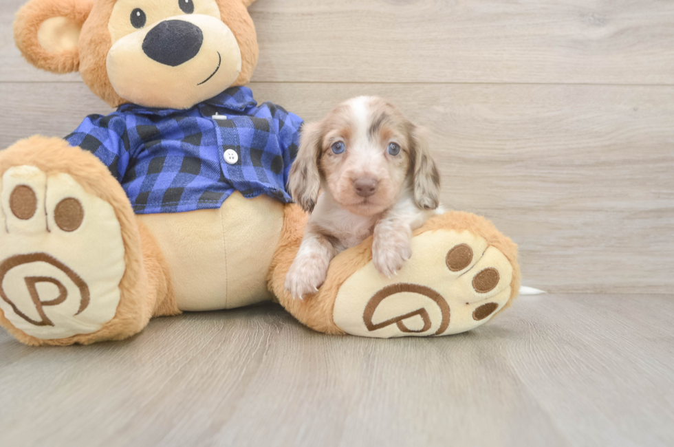 5 week old Dachshund Puppy For Sale - Simply Southern Pups
