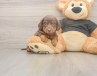 6 week old Dachshund Puppy For Sale - Simply Southern Pups