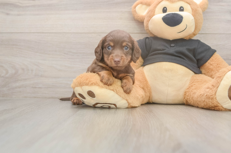 5 week old Dachshund Puppy For Sale - Simply Southern Pups