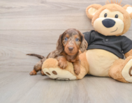 5 week old Dachshund Puppy For Sale - Simply Southern Pups