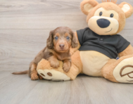 5 week old Dachshund Puppy For Sale - Simply Southern Pups