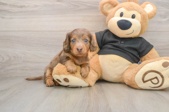 Cute Dachshund Purebred Pup