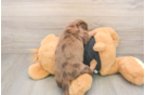 Best Dachshund Baby