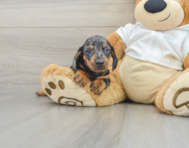 6 week old Dachshund Puppy For Sale - Simply Southern Pups