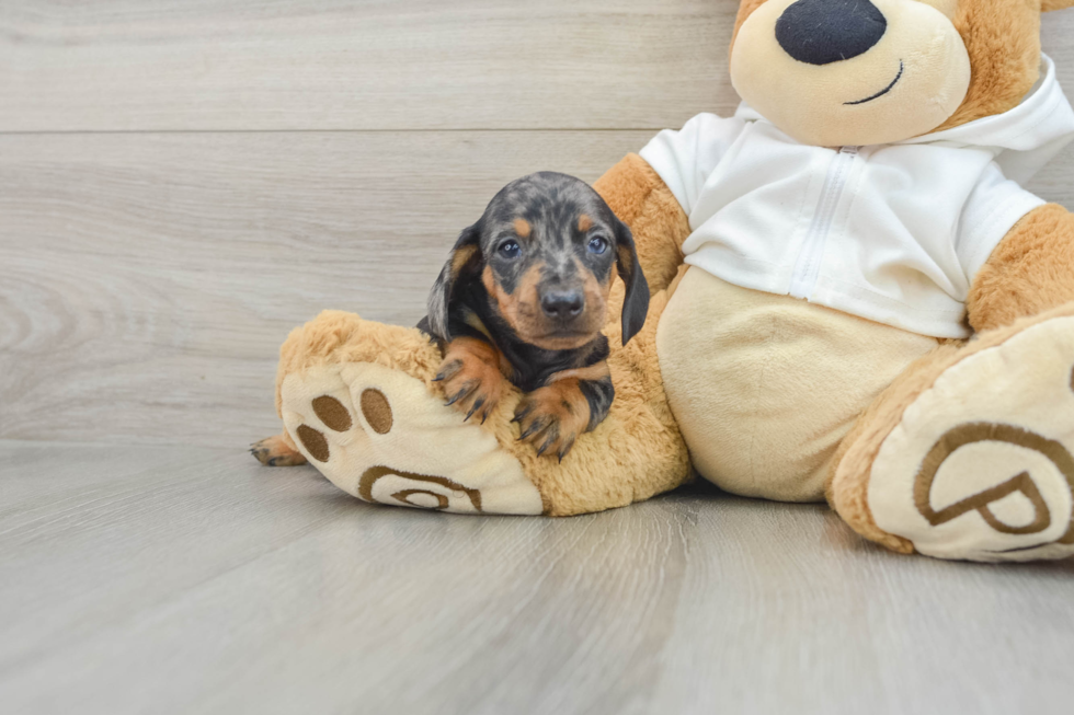 Dachshund Pup Being Cute