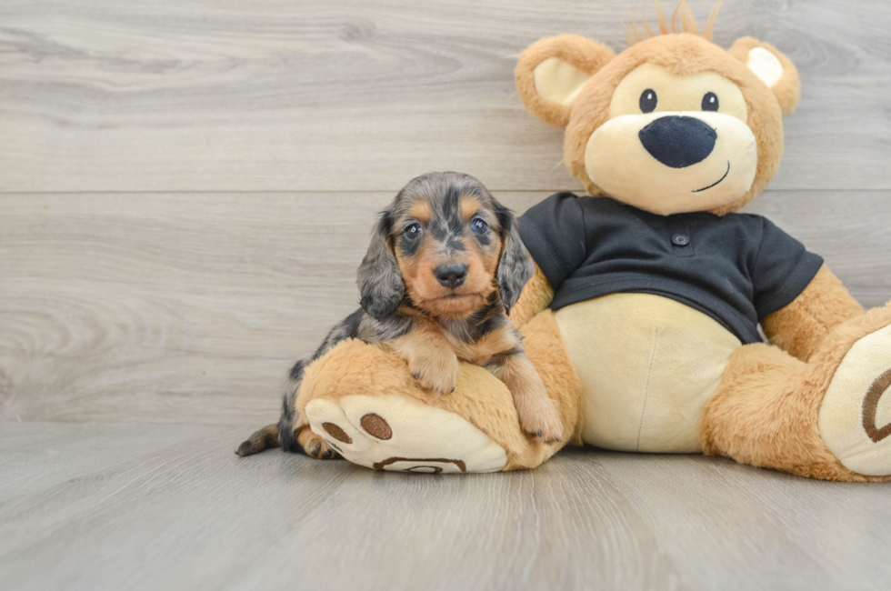 5 week old Dachshund Puppy For Sale - Simply Southern Pups