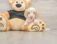 6 week old Dachshund Puppy For Sale - Simply Southern Pups