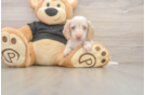 Cute Doxie Purebred Puppy