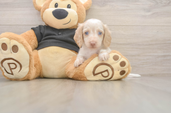 Cute Doxie Purebred Puppy