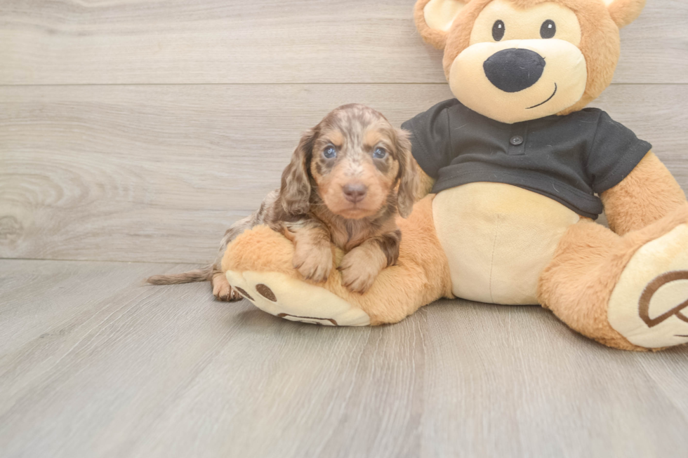 Meet Dapple - our Dachshund Puppy Photo  1/3 - Simply Southern Pups Dachshund Puppy for Adoption