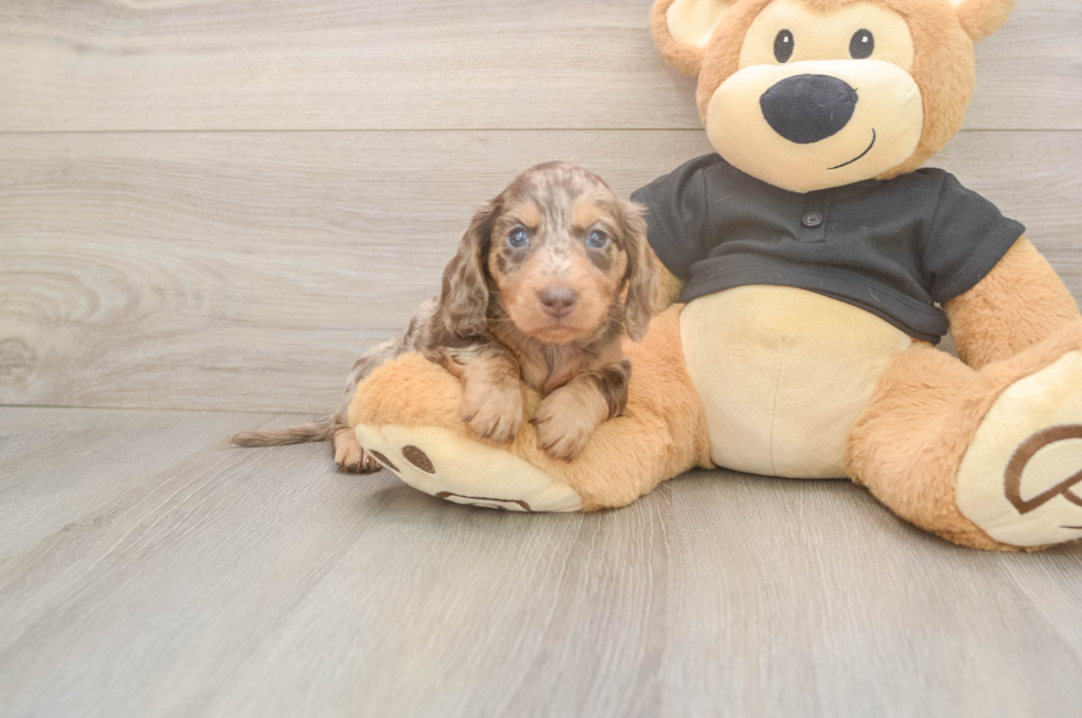 5 week old Dachshund Puppy For Sale - Simply Southern Pups
