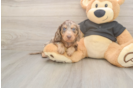 Meet Dapple - our Dachshund Puppy Photo  1/3 - Simply Southern Pups Dachshund Puppy for Adoption