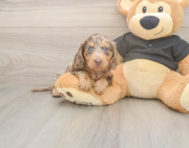 5 week old Dachshund Puppy For Sale - Simply Southern Pups 5 week old Dachshund Puppy For Sale - Simply Southern Pups
