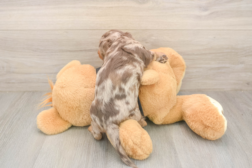 Meet Dapple - our Dachshund Puppy Photo  3/3 - Simply Southern Pups Dachshund Puppy for Adoption