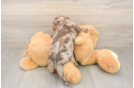 Meet Dapple - our Dachshund Puppy Photo  3/3 - Simply Southern Pups Dachshund Puppy for Adoption