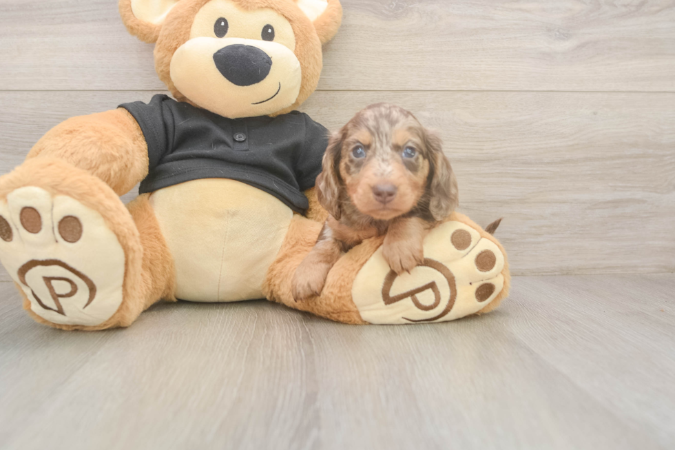 Meet Dapple - our Dachshund Puppy Photo  2/3 - Simply Southern Pups Cute Dachshund Purebred Pup