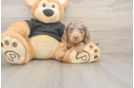 Meet Dapple - our Dachshund Puppy Photo  2/3 - Simply Southern Pups Cute Dachshund Purebred Pup