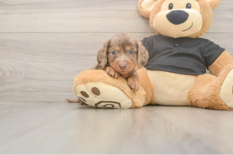 Cute Dachshund Baby
