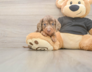 6 week old Dachshund Puppy For Sale - Simply Southern Pups
