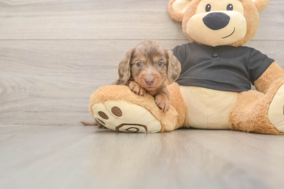 Cute Dachshund Baby