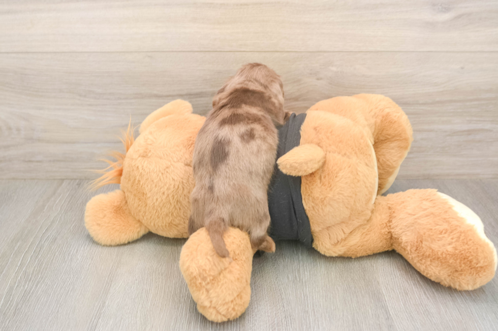 Dachshund Puppy for Adoption