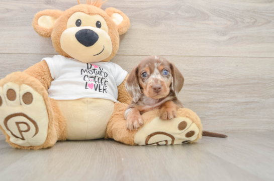 Dachshund Pup Being Cute