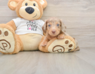5 week old Dachshund Puppy For Sale - Simply Southern Pups